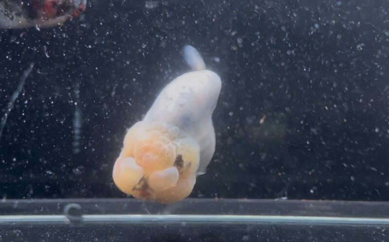 Pinky blue base white Ranchu - Our Lovely Goldfish Singapore