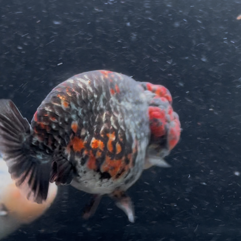 Dark tri colour ranchu