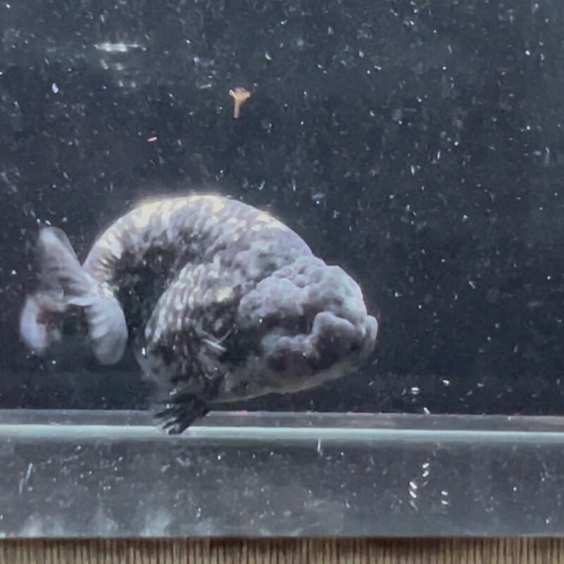 Dark knight platinum Rancu