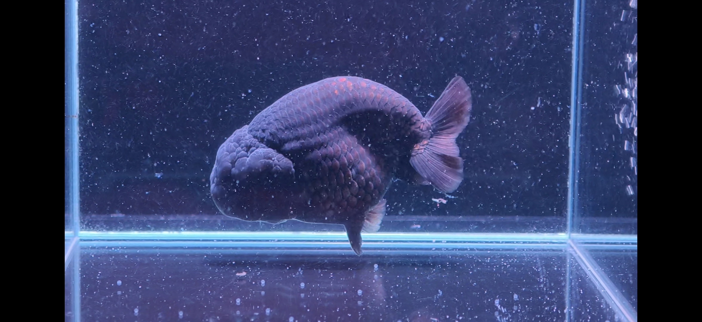 Muwa Ranchu Black ranchu 3inch - Our Lovely Goldfish Singapore